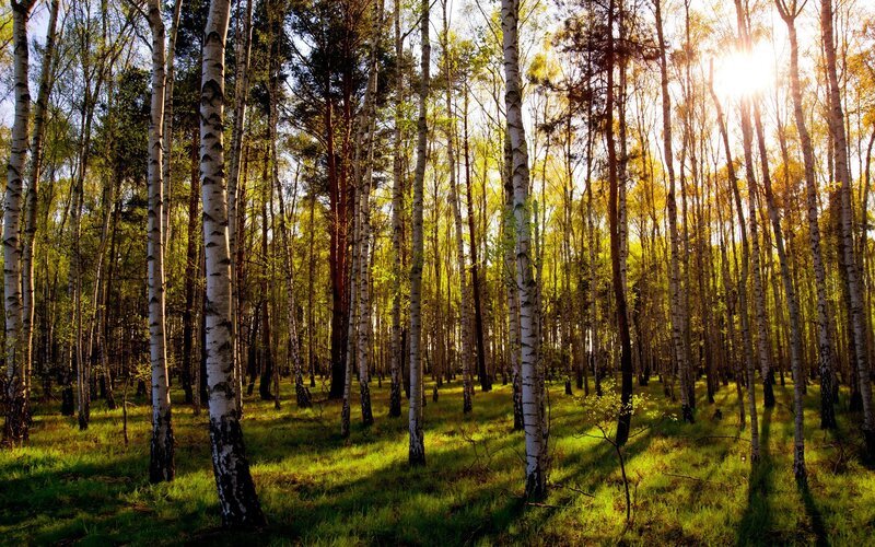 Sunlight through birch forest