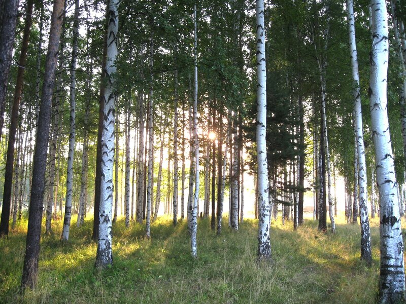 Sunlight through birch forest