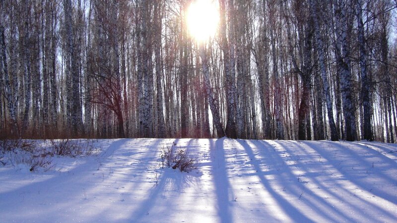 Sunlight through birch forest