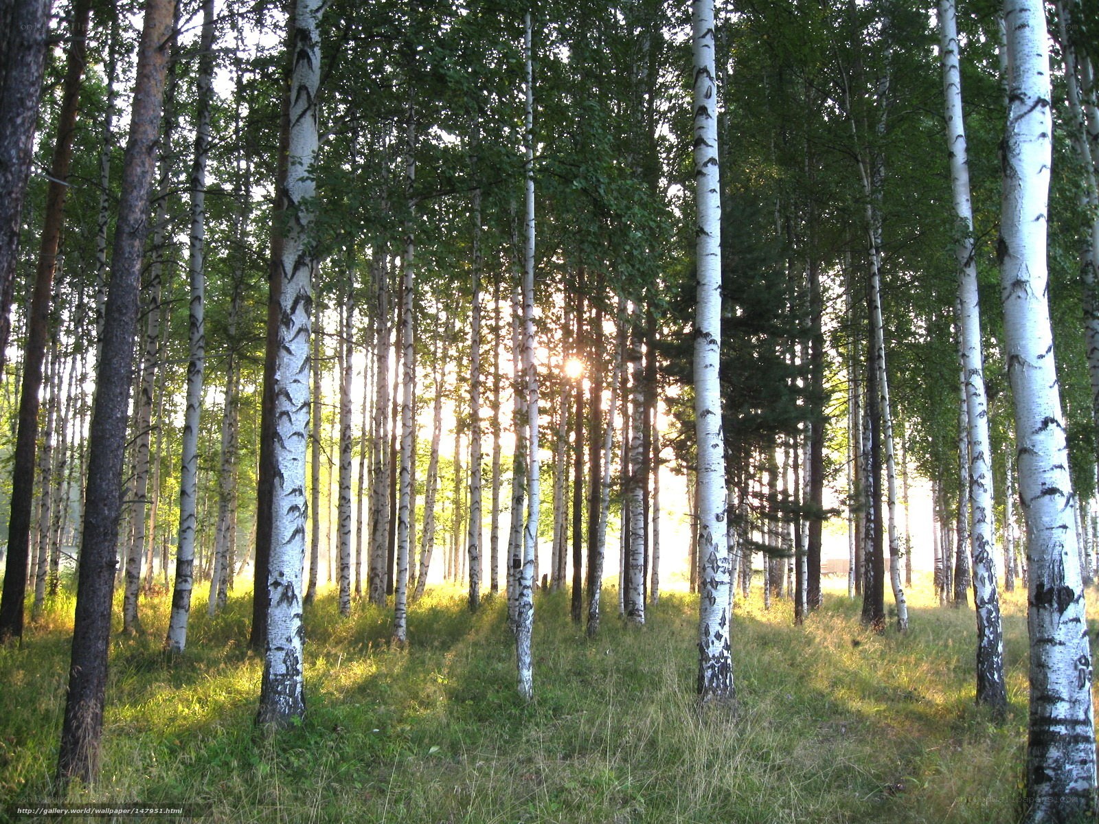 Sunlight through birch forest