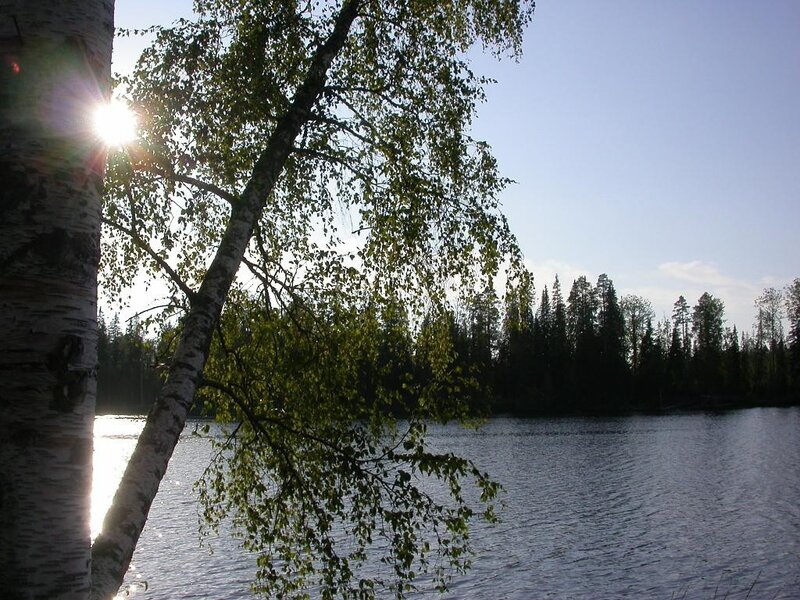 Sunlight through birch tree