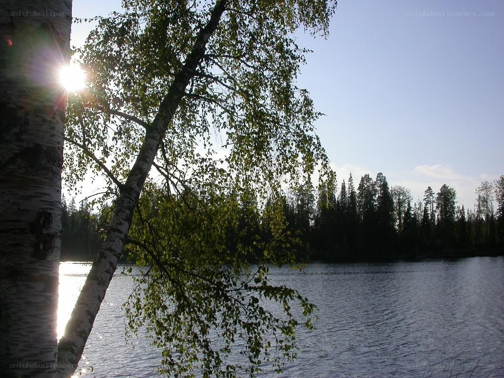 Sunlight through birch tree