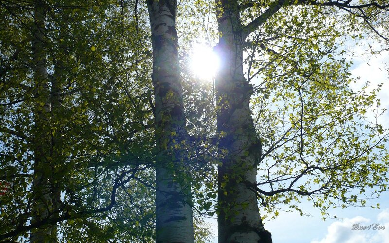 Sunlight through birch trees