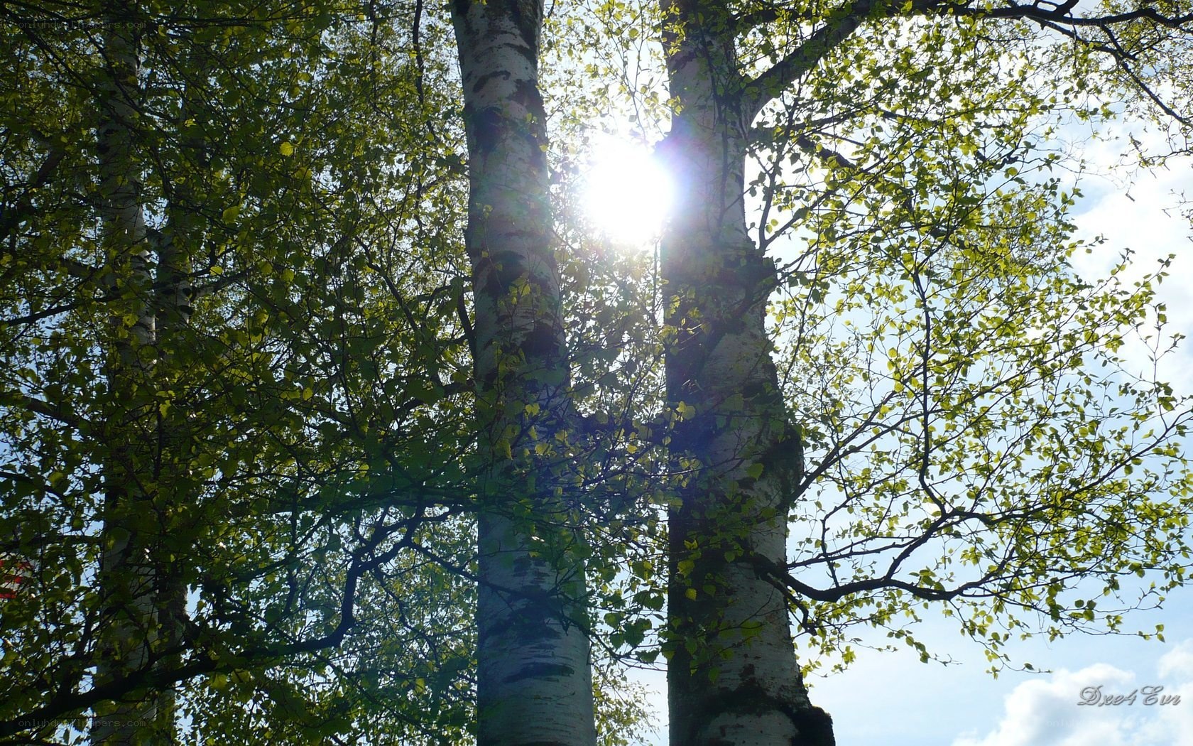 Sunlight through birch trees