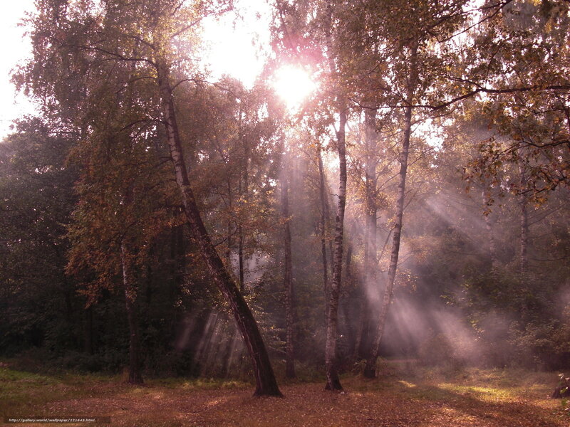 Sunlight Through Birch Trees — Brown