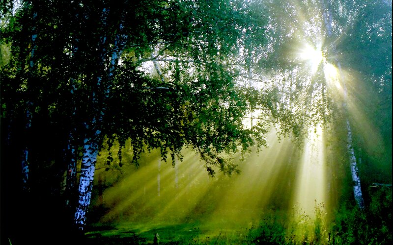 Sunlight Through Birch Trees — Green