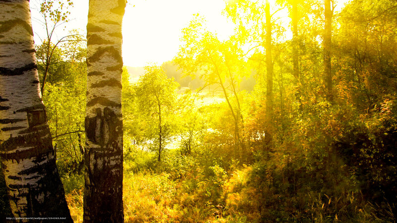 Sunlight through birch trees