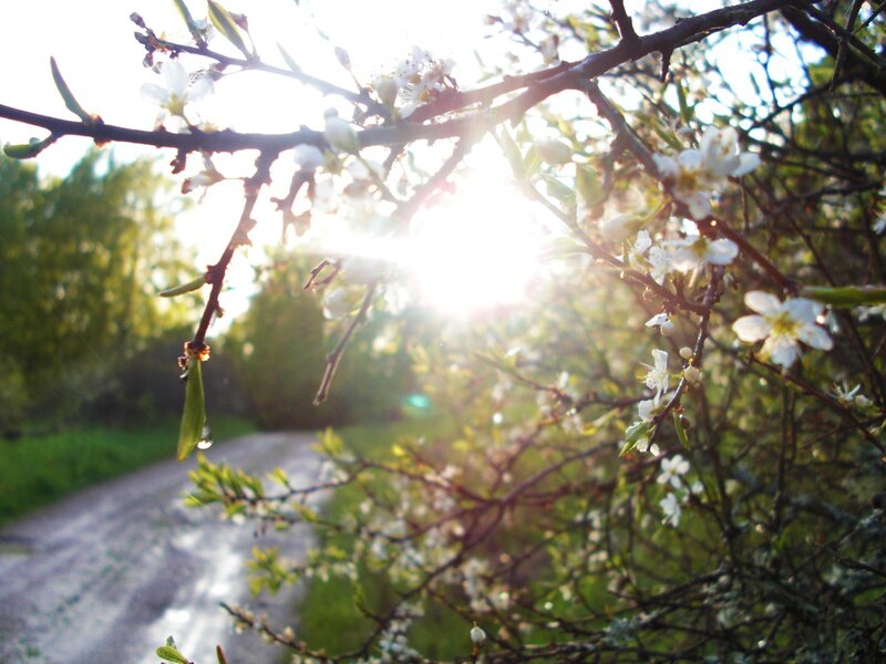 Sunlight through blooming branches