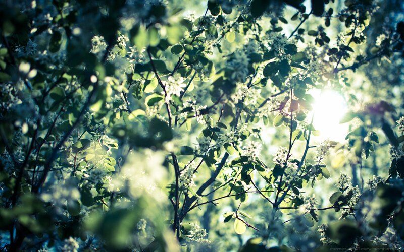 Sunlight through blooming branches