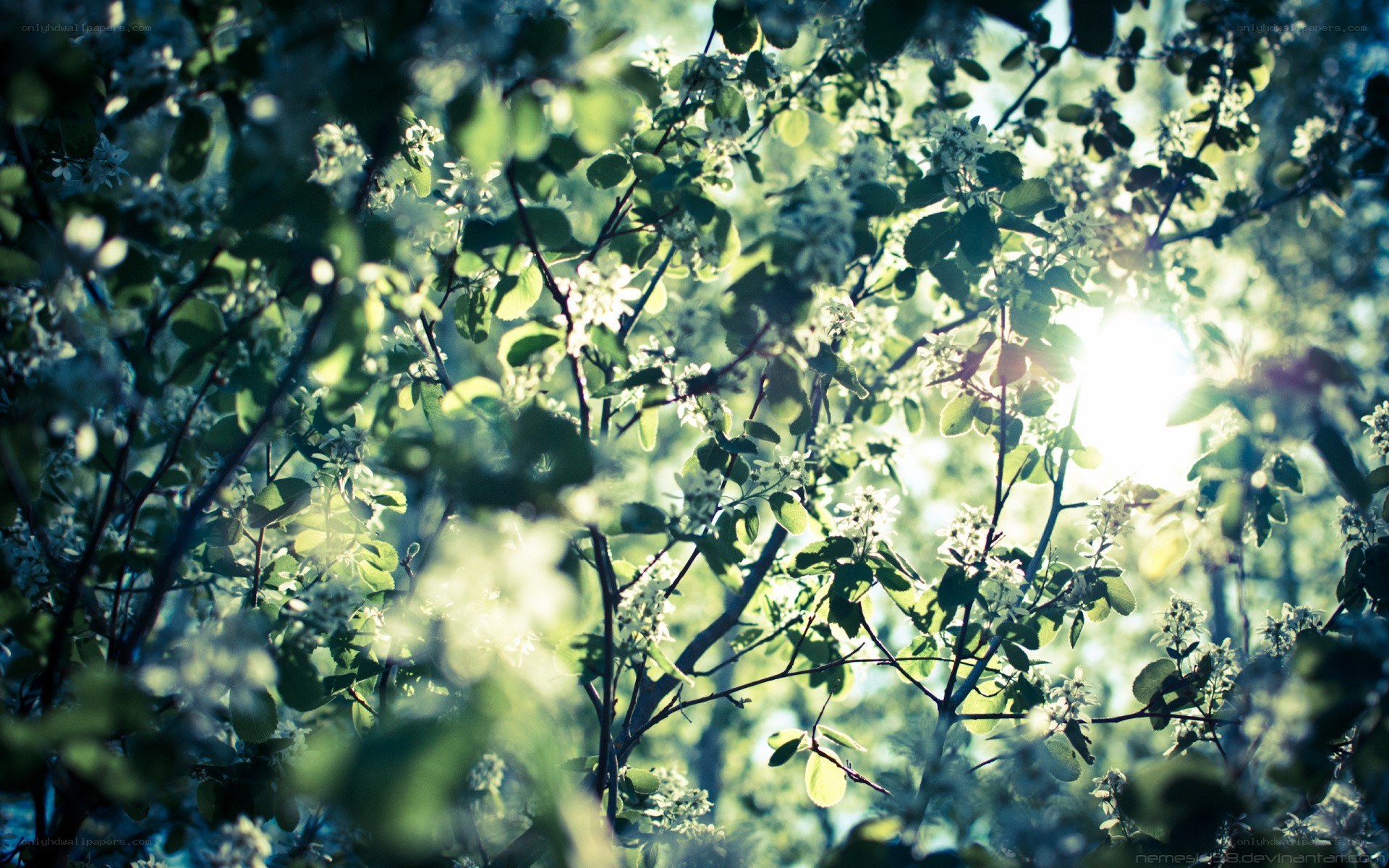 Sunlight through blooming branches