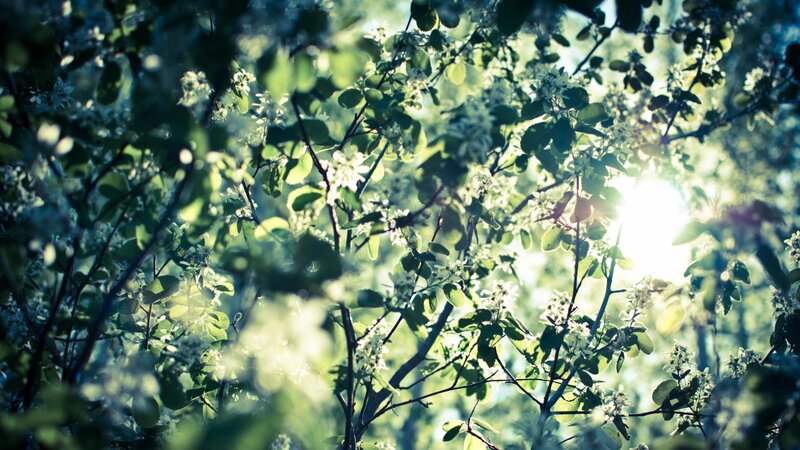 Sunlight through blooming branches