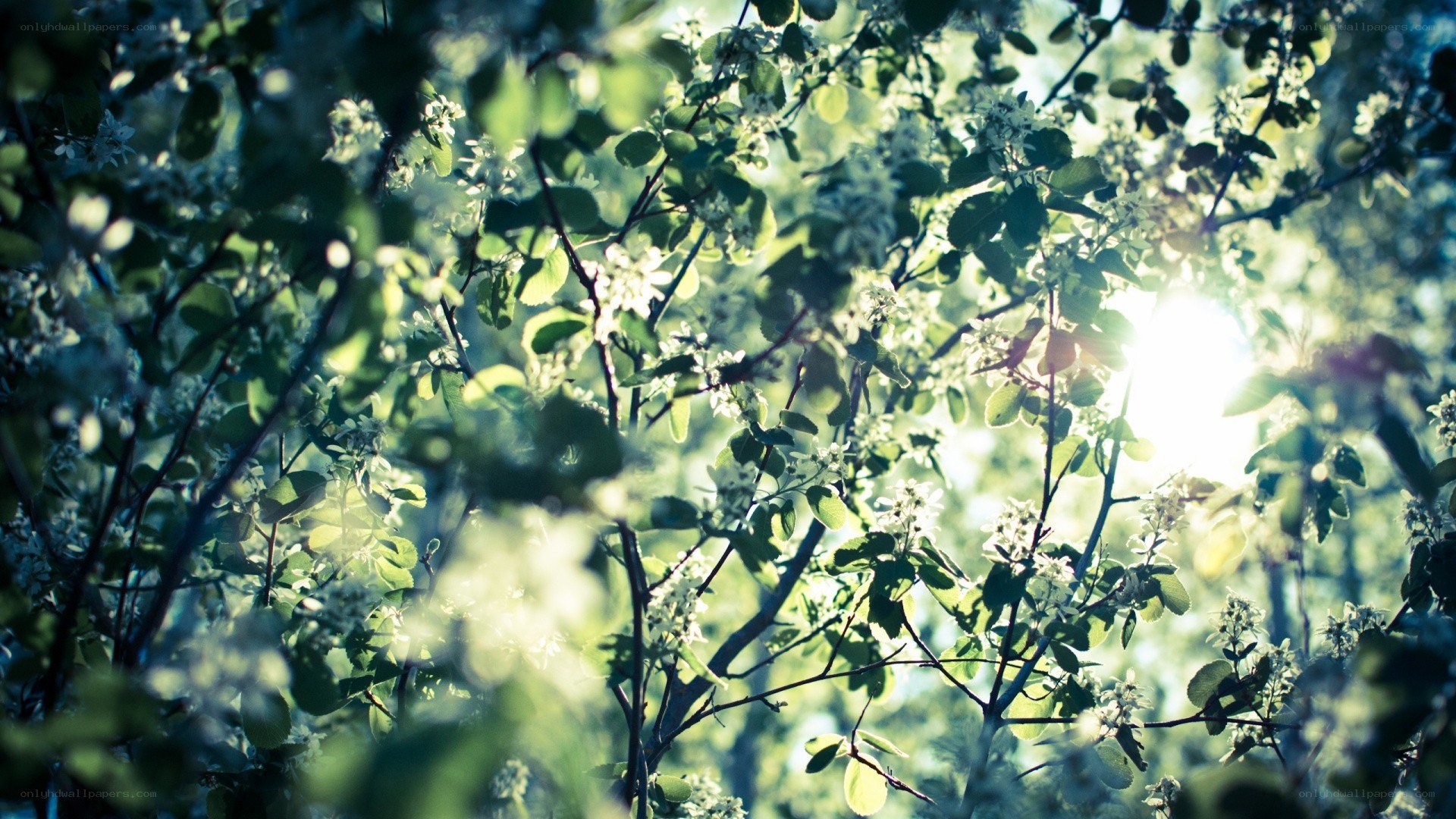 Sunlight through blooming branches