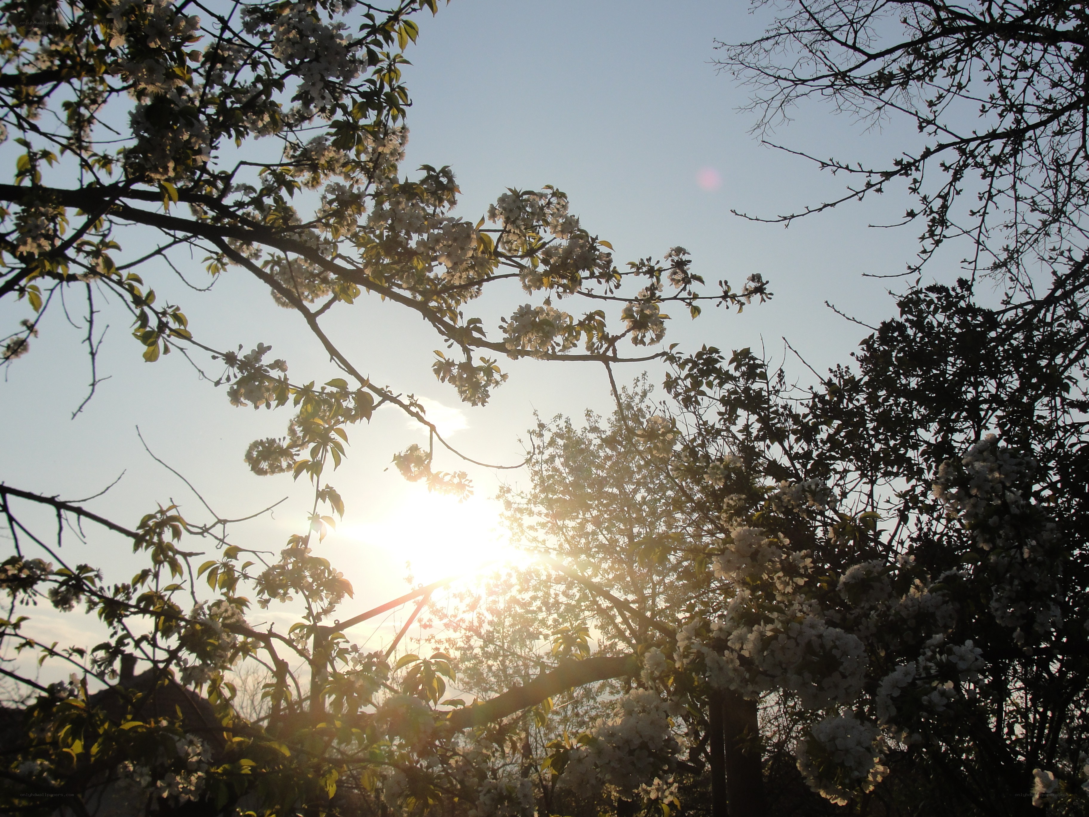 Sunlight through blooming branches