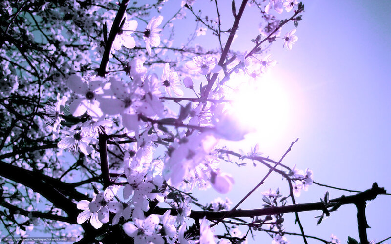 Sunlight through blooming branches