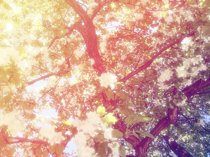 sunlight through blooming tree