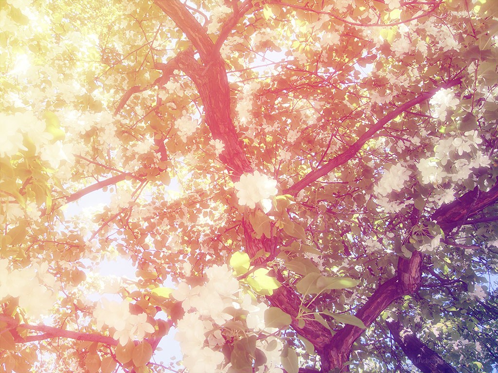 sunlight through blooming tree