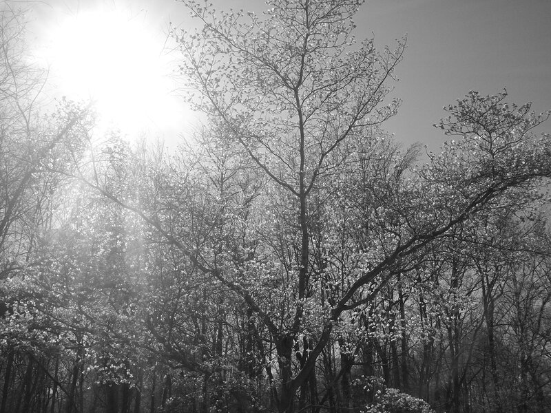 Sunlight through blooming trees