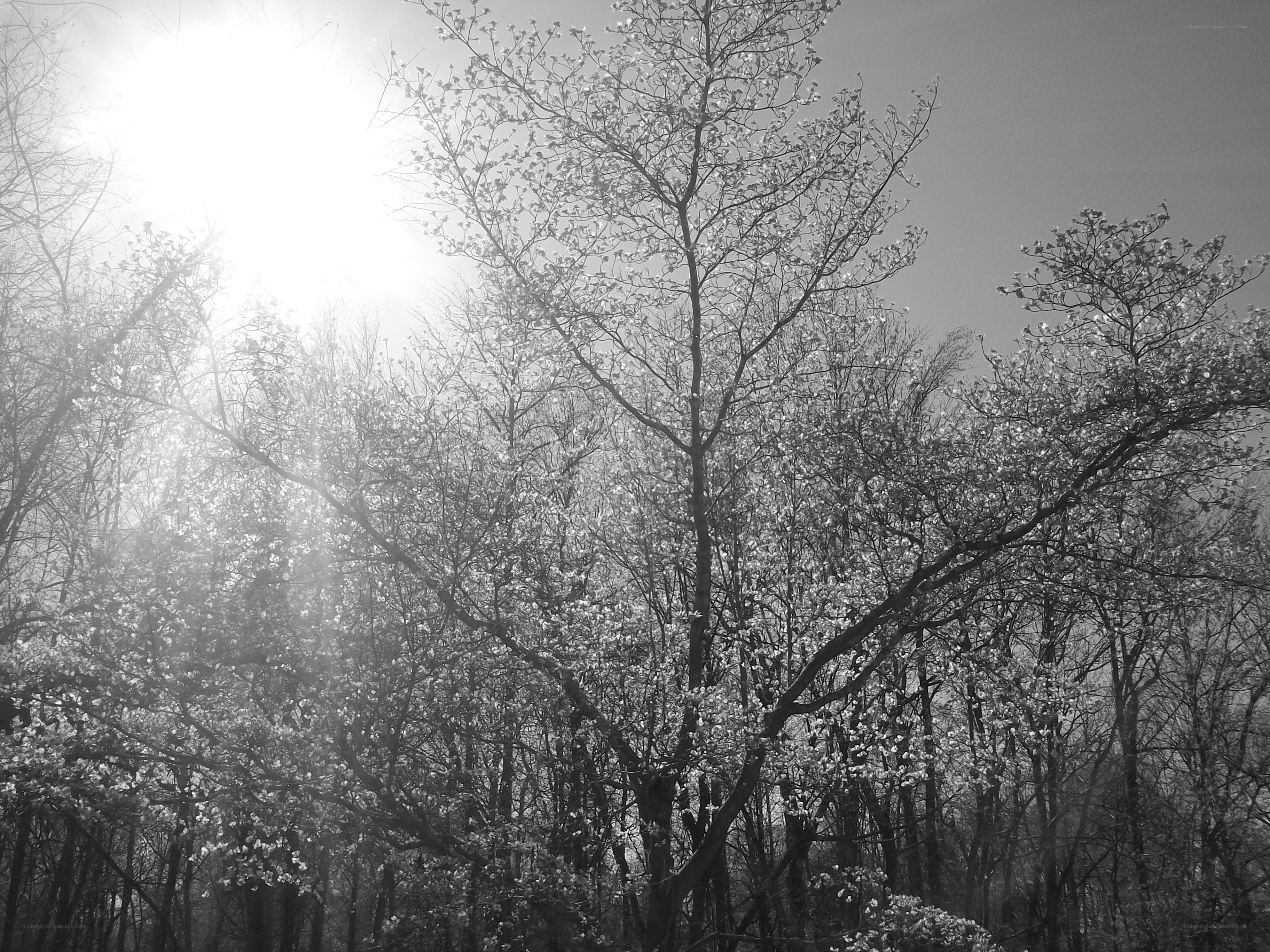 Sunlight through blooming trees