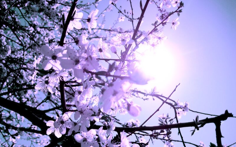 sunlight through blossoming branches