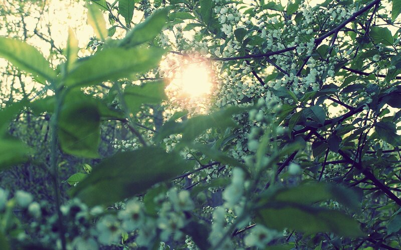 Sunlight Through Blossoms
