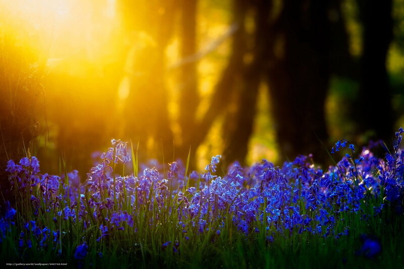 Sunlight through bluebells