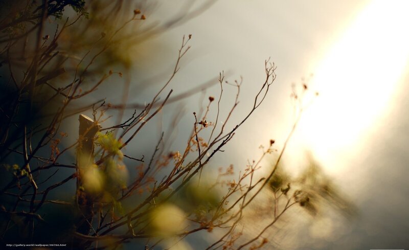 Sunlight Through Branches