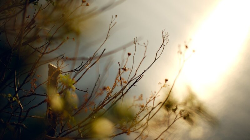 Sunlight Through Branches — Yellow