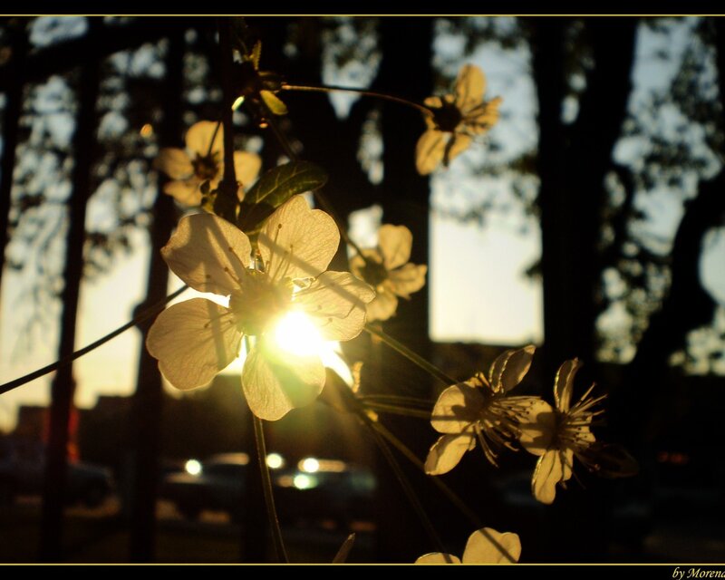 Sunlight through cherry blossoms