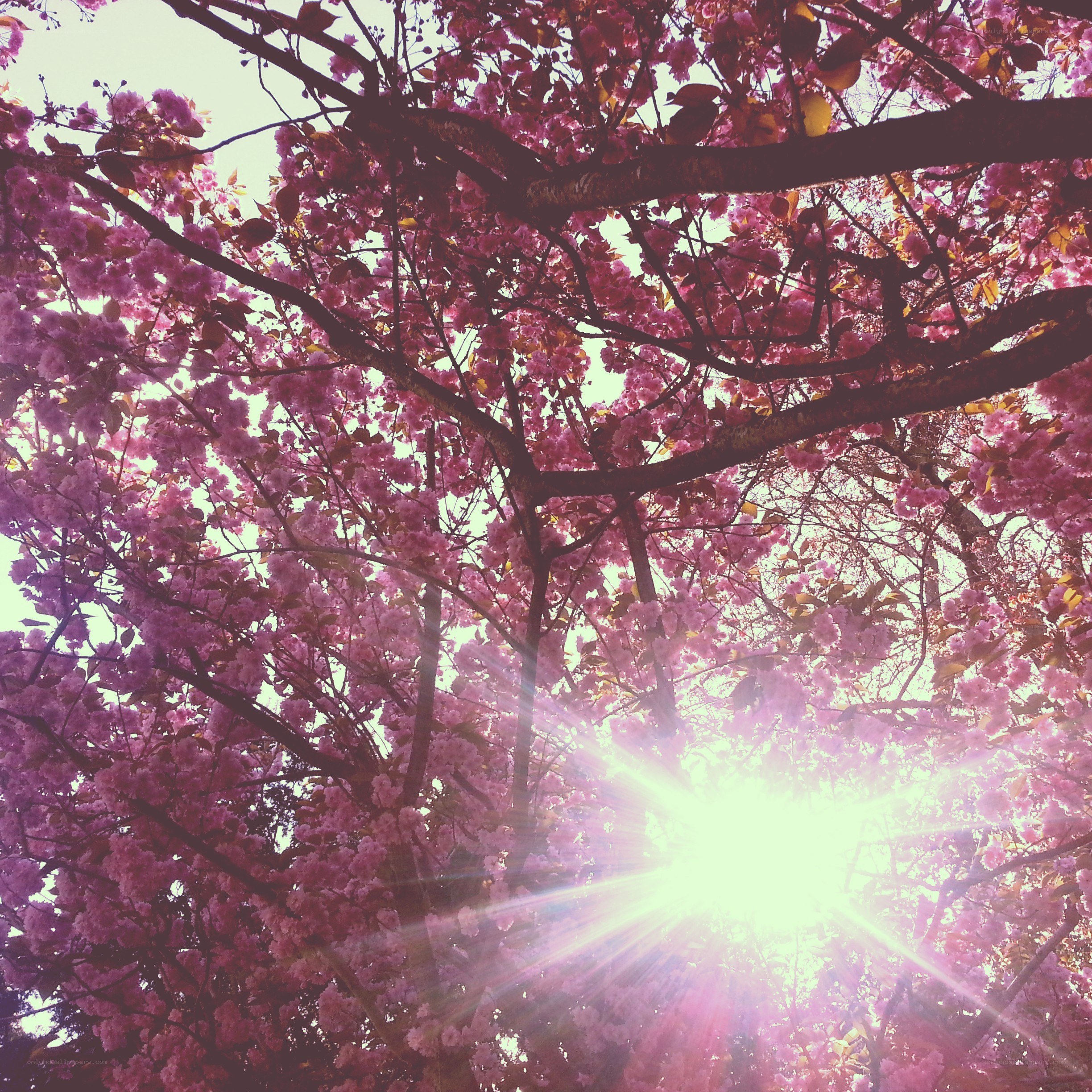 Sunlight through cherry blossoms