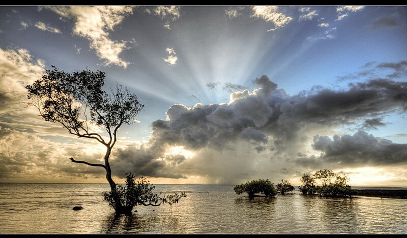 Sunlight through clouds over mangroves