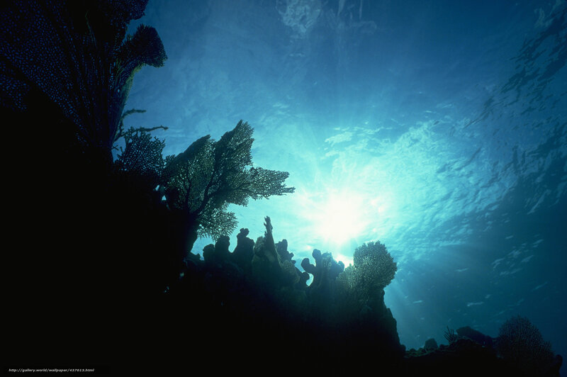 Sunlight through coral reef