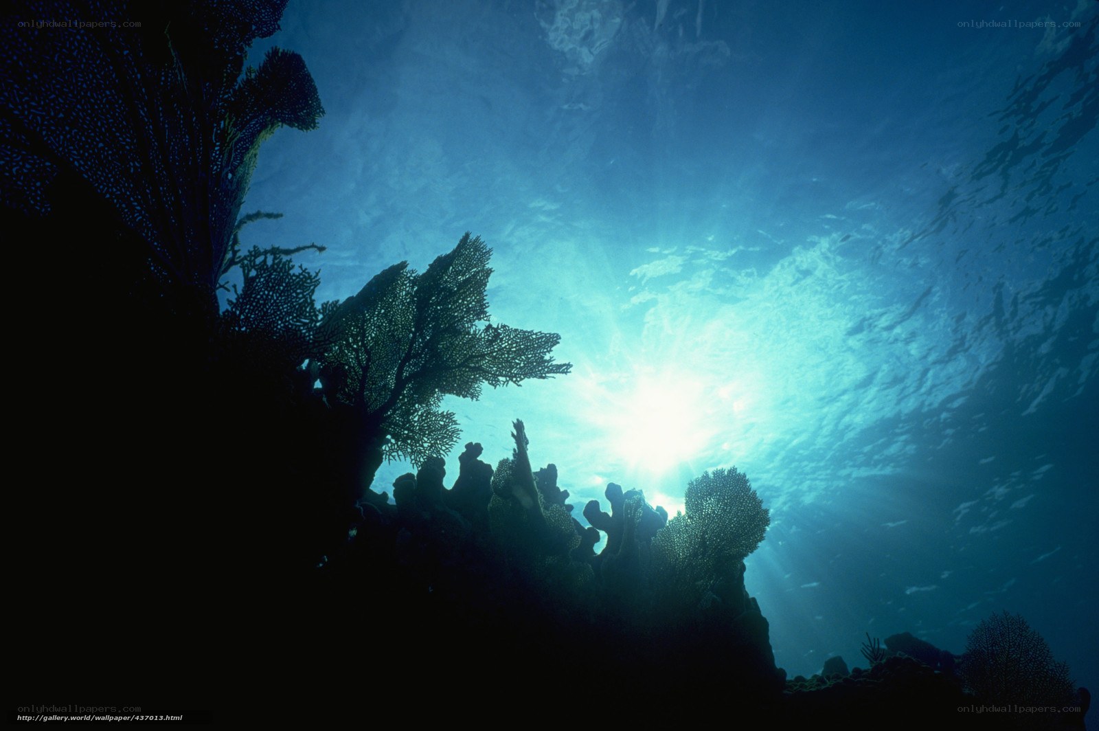 Sunlight through coral reef