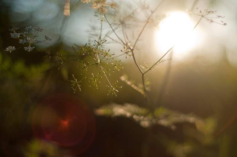 Sunlight through delicate flowers