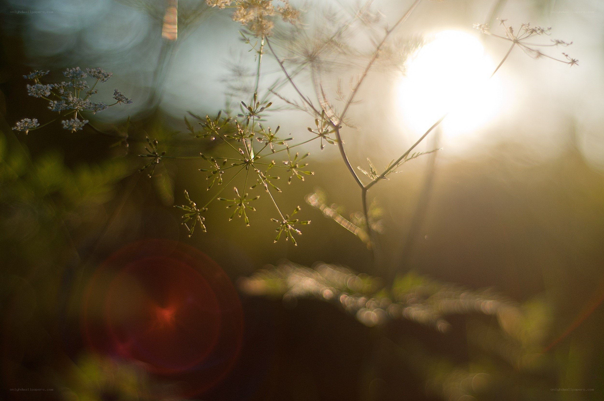 Sunlight through delicate flowers