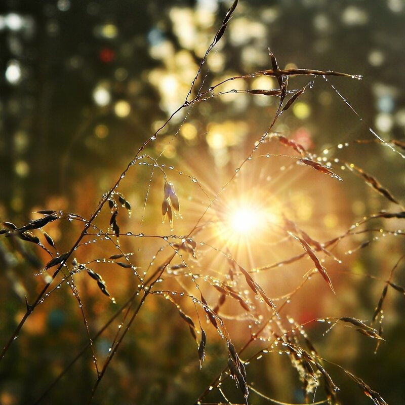 Sunlight through dewy grass
