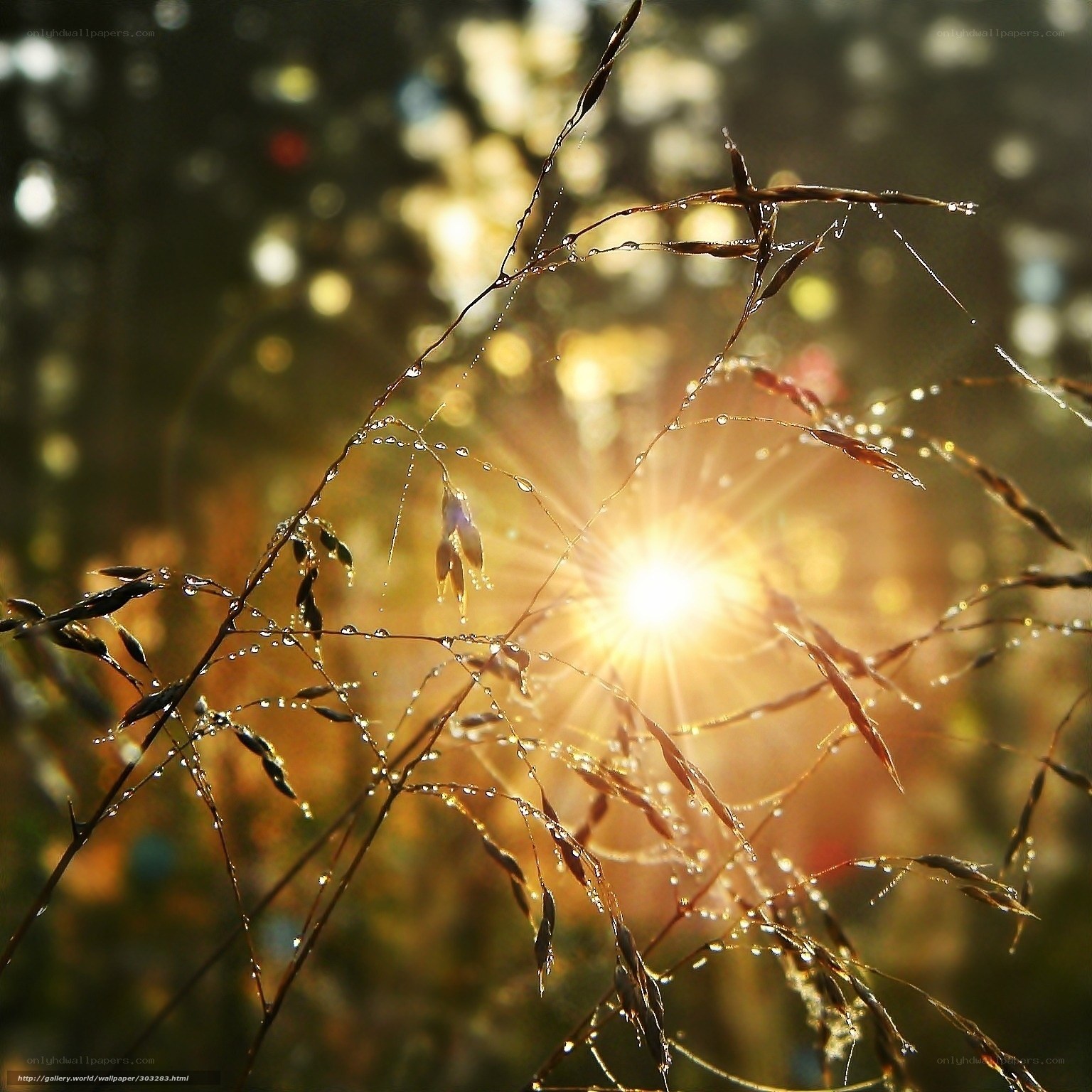 Sunlight through dewy grass