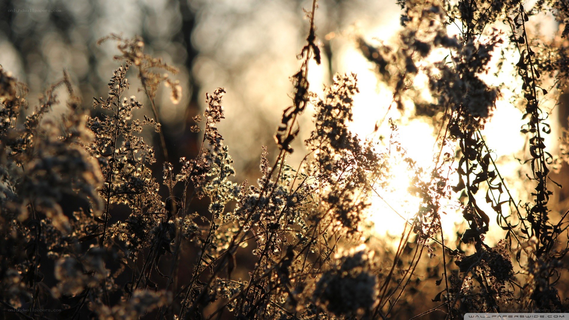 Sunlight through dried plants
