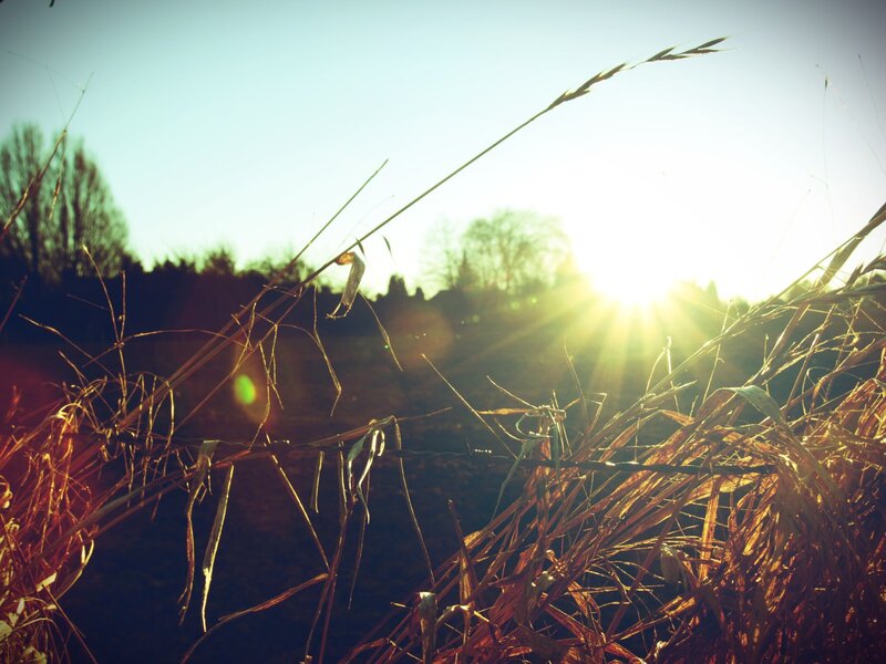 Sunlight through dry grass