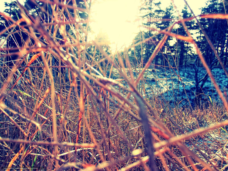 Sunlight through dry grass