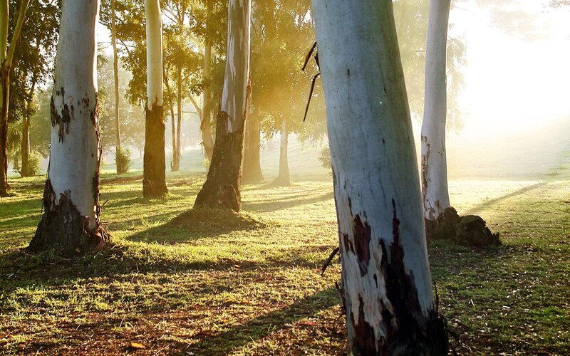 Sunlight through eucalyptus trees