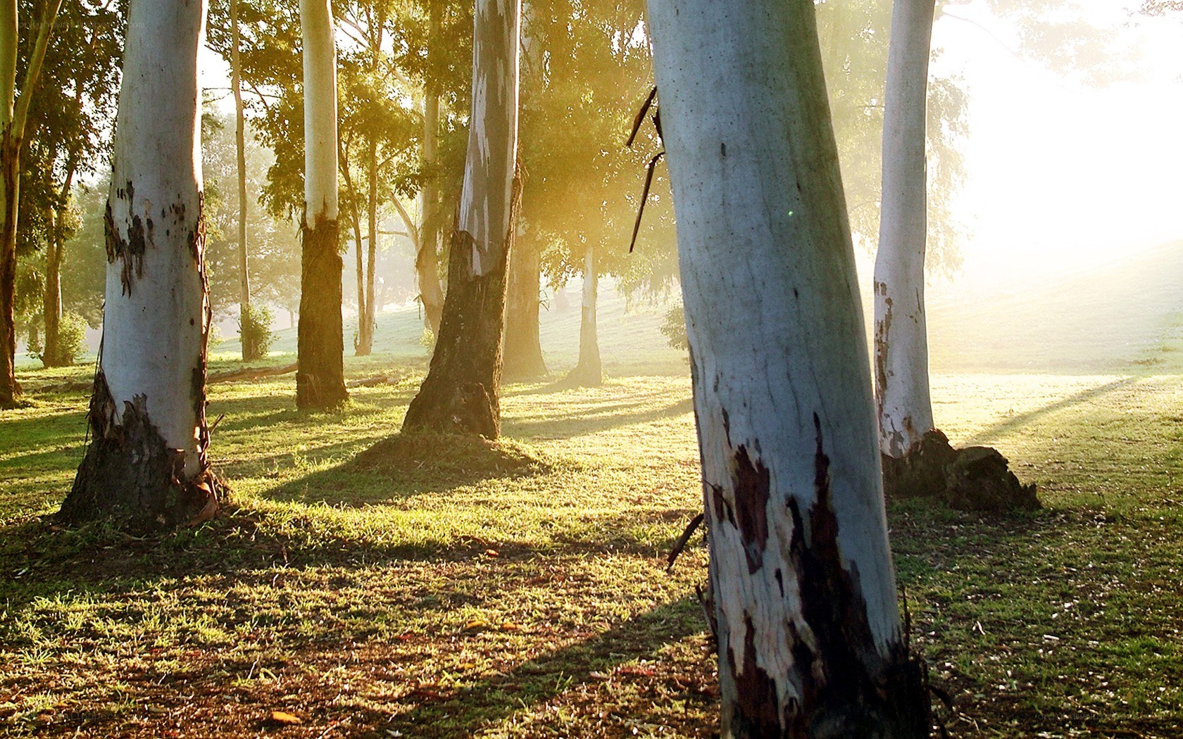 Sunlight through eucalyptus trees