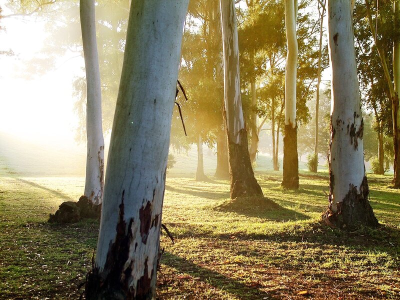 Sunlight through eucalyptus trees