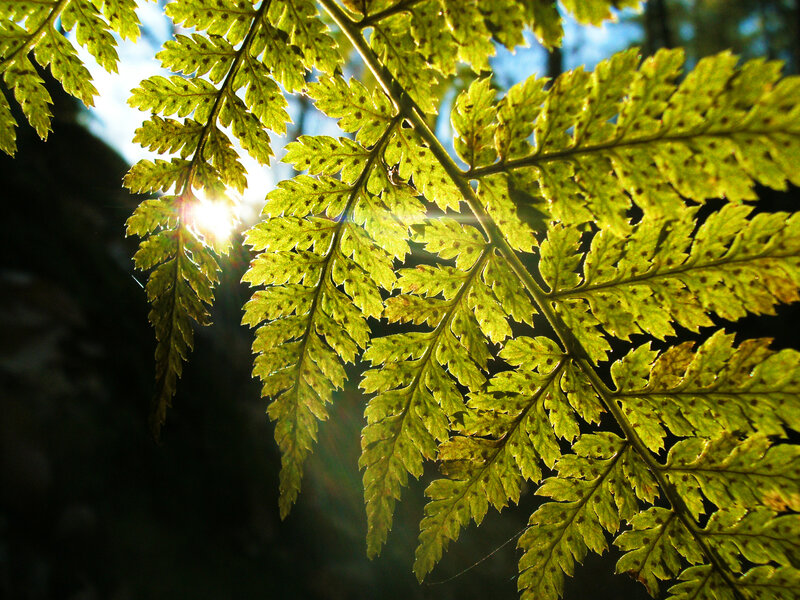 Sunlight through fern fronds