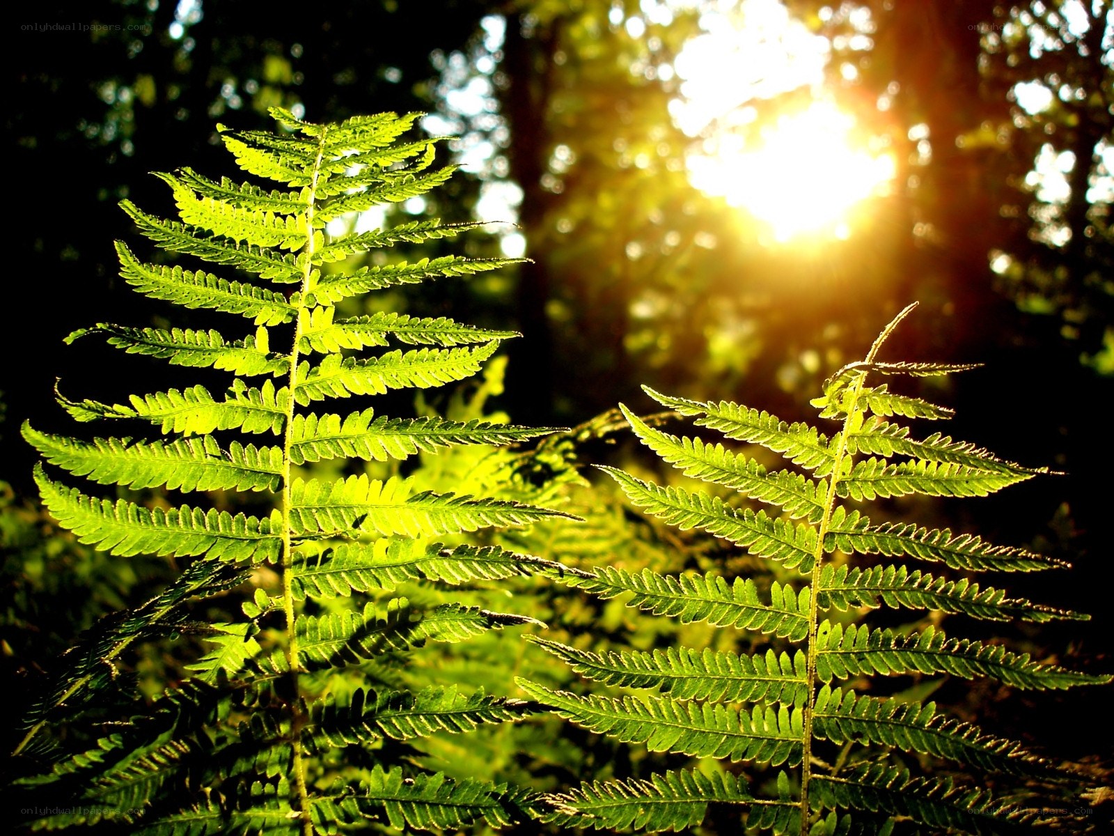 Sunlight through fern leaves