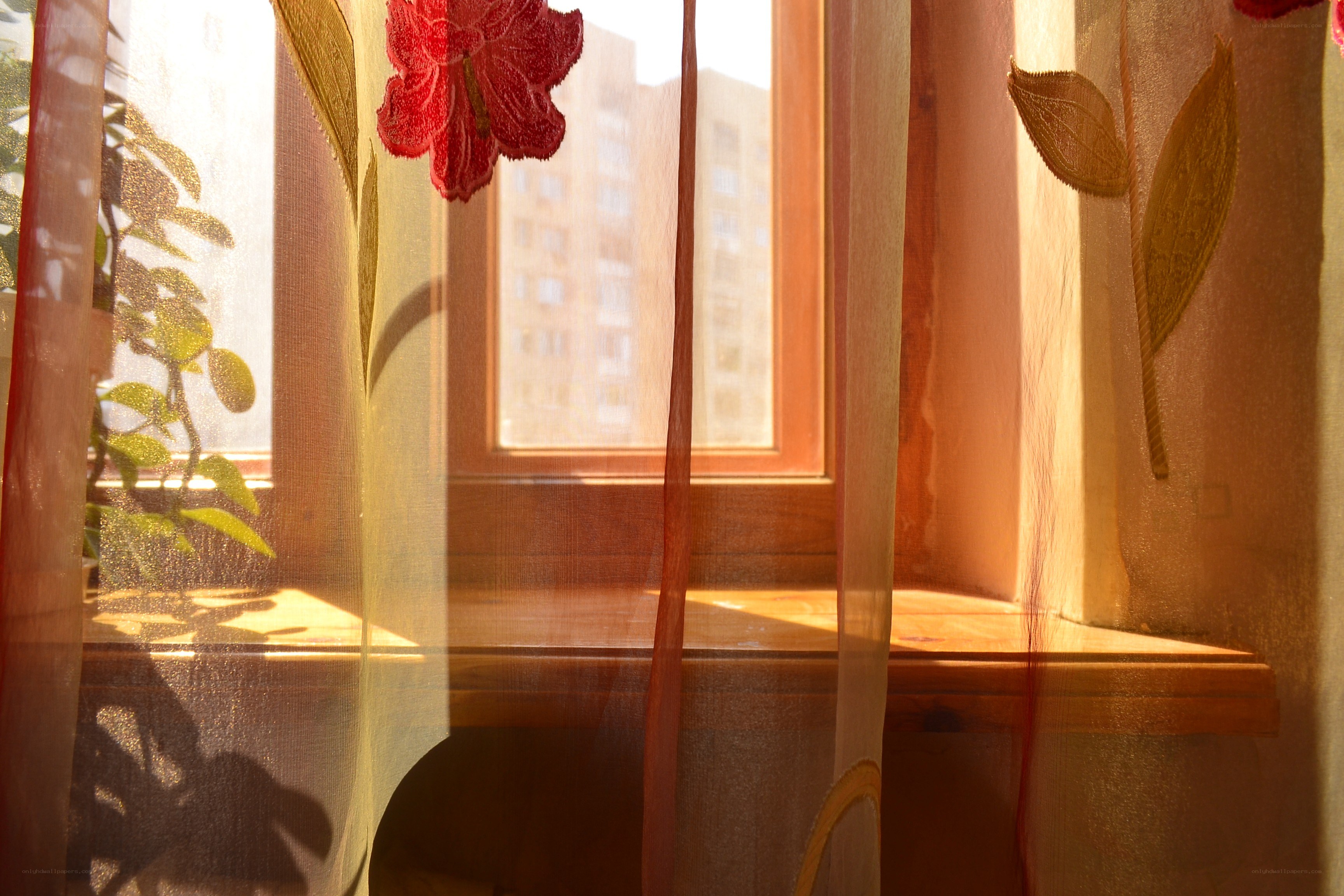 Sunlight through floral curtains