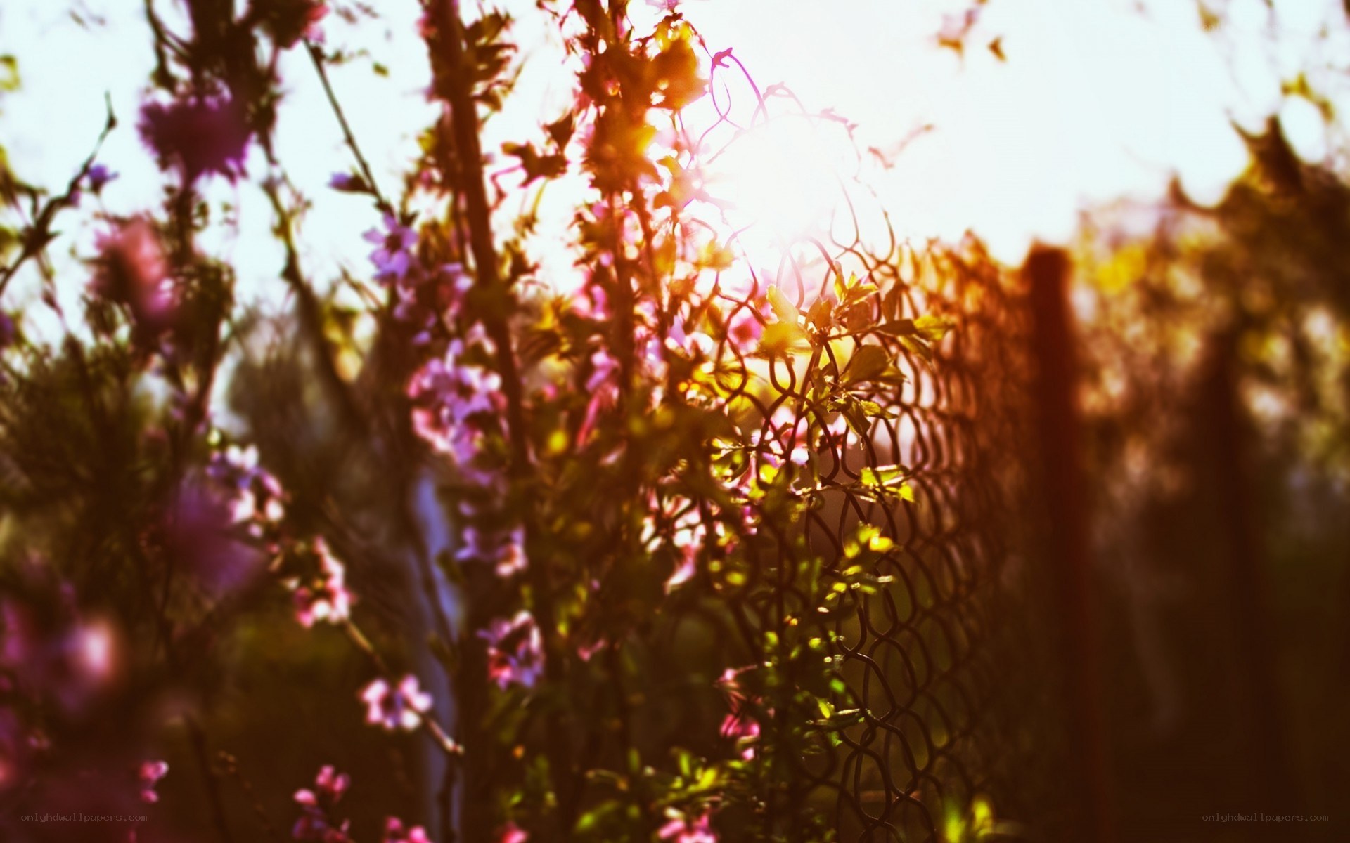 Sunlight through flowers and fence