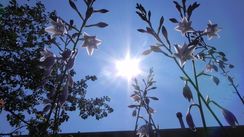Sunlight through flowers