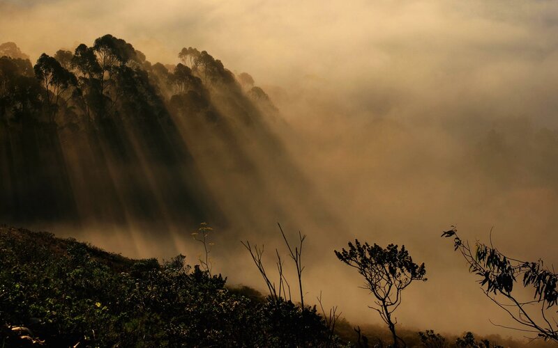 Sunlight Through Foggy Trees — Brown