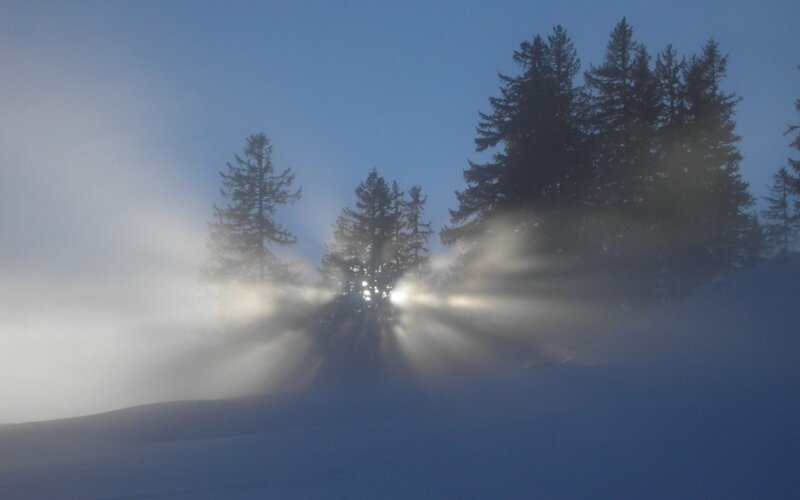 Sunlight through foggy trees
