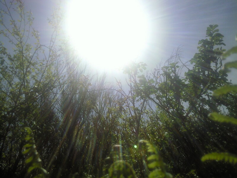 sunlight through foliage